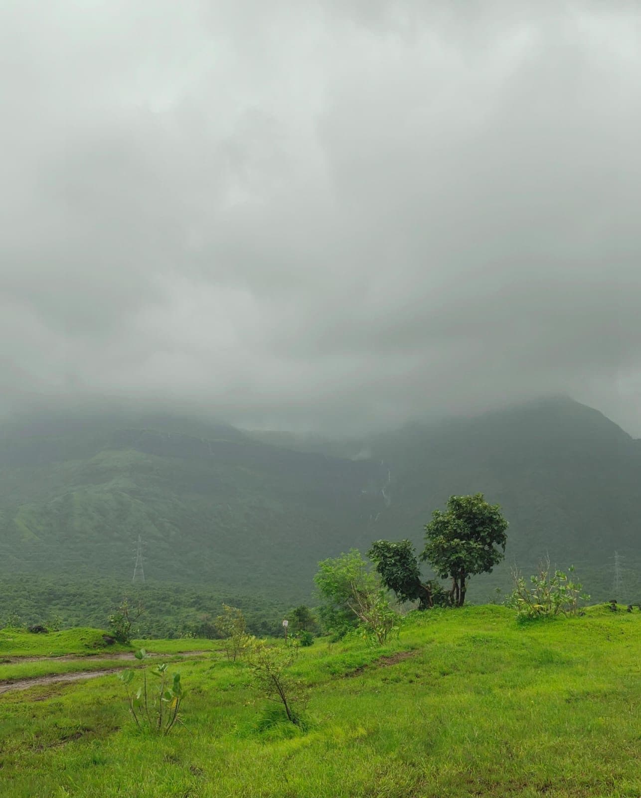 A lone tree on a green slope under heavy monsoon cloud.